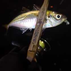 アジング 練習 118