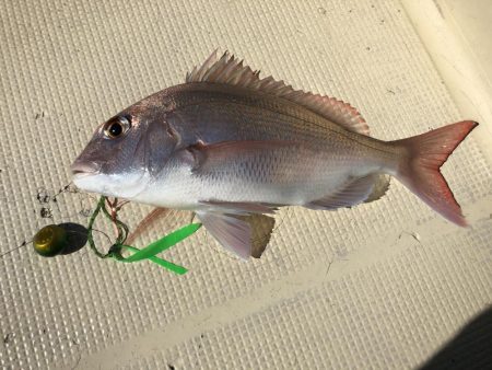 2/24宇佐沖オフショア釣果