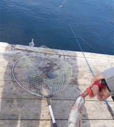 マダイ！マダイ！マダイ！