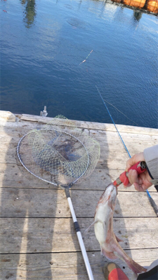 マダイ！マダイ！マダイ！