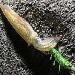 ヤリイカ、ミミイカ、カサゴ