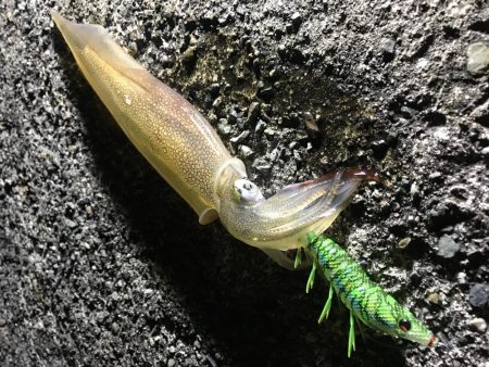 ヤリイカ、ミミイカ、カサゴ