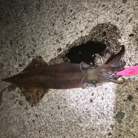 ヤリイカエギング