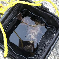 夜釣りよ今夜もありがとう!