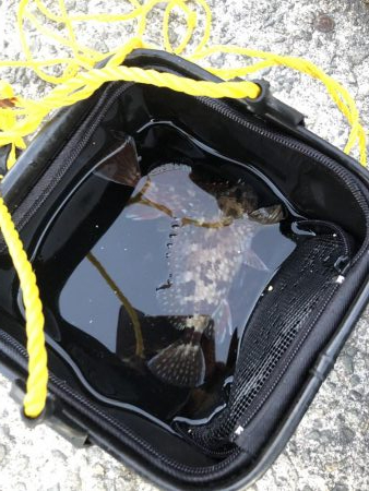 夜釣りよ今夜もありがとう!