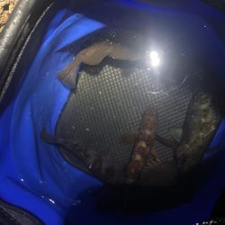 友達メバリング