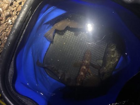 友達メバリング