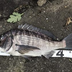 イチノ兄弟、釣果！