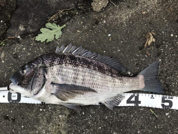 イチノ兄弟、釣果！