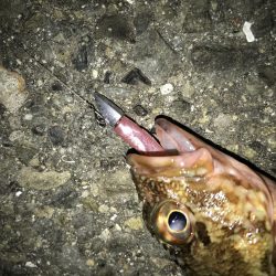 神戸ランガンライトゲーム2月3日リールもまく