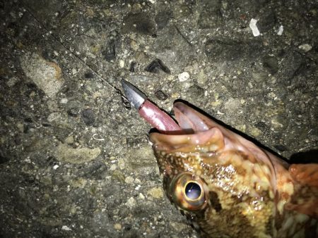 神戸ランガンライトゲーム2月3日リールもま…