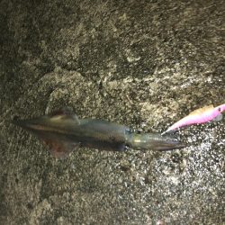 ヤリイカエギング