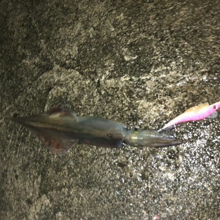 ヤリイカエギング