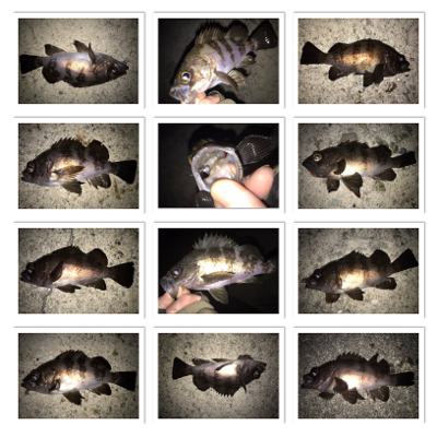 2020ライトゲーム第7戦