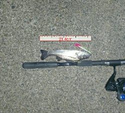 チーバスでも釣れれば面白い