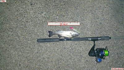 チーバスでも釣れれば面白い