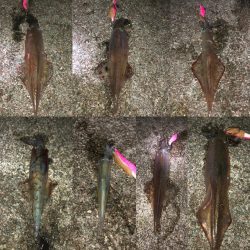 ヤリイカエギング