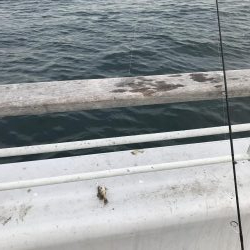 メバリングガシリング