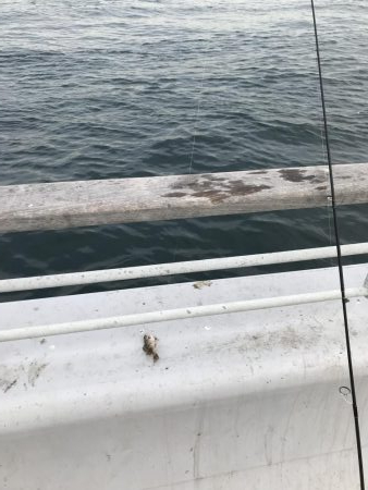 メバリングガシリング