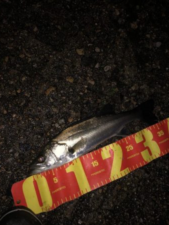 尺超えシーバス