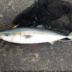 80のブリと50弱のヒラスズキ