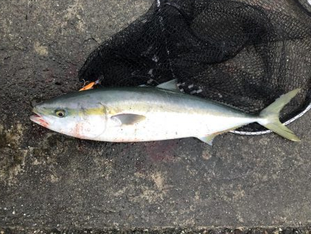 80のブリと50弱のヒラスズキ