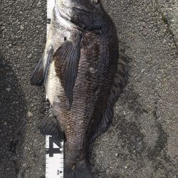 イチノ兄弟、釣果!