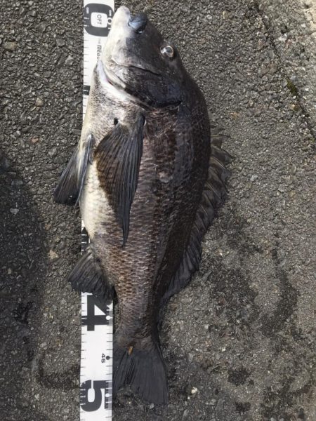 イチノ兄弟、釣果!