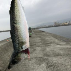エビでサバを釣る@西宮ケーソン