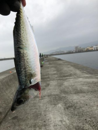 エビでサバを釣る@西宮ケーソン