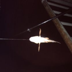 ガシラ くんのみ