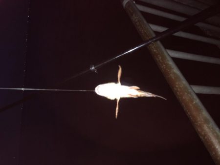 ガシラ くんのみ