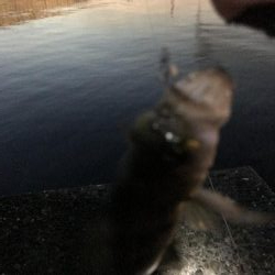 仕事帰り短時間釣行