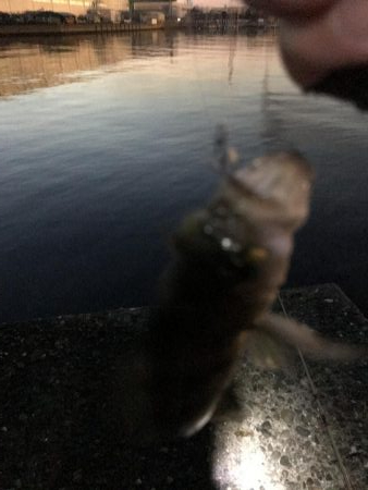 仕事帰り短時間釣行