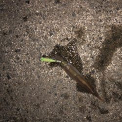 大潮に期待したけど……