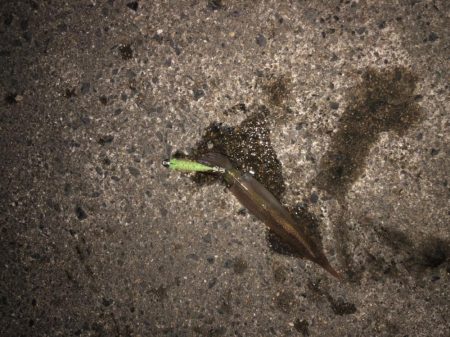 大潮に期待したけど……