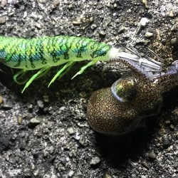 ヤリイカ撃沈、ミミイカ