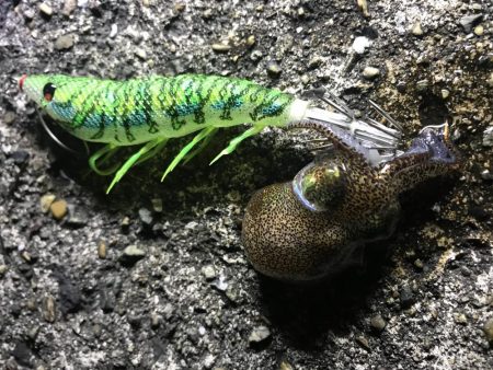 ヤリイカ撃沈、ミミイカ