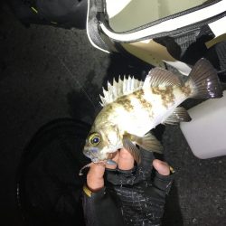 暴風メバリング