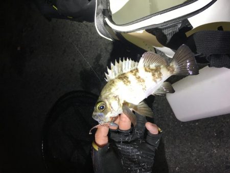 暴風メバリング