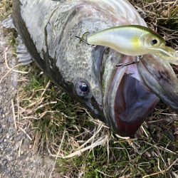 春を感じそうな陸っぱり