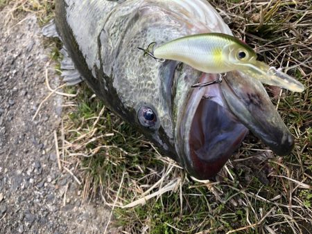 春を感じそうな陸っぱり