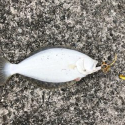 ショアタイラバ