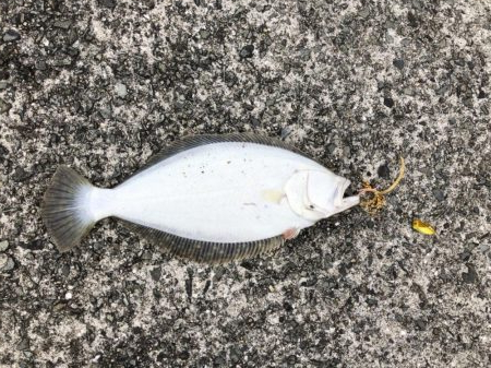 ショアタイラバ