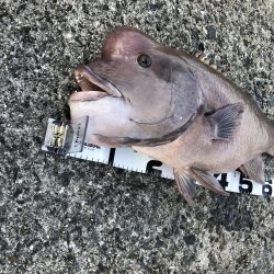 カンダイゲーム