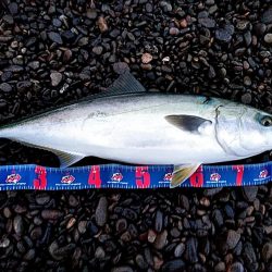 また、メジロが釣れました!!