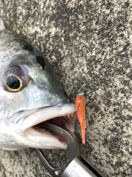 2月25日流れに逆らい連発