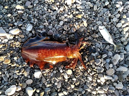 何とか　一杯確保です(#^^#)