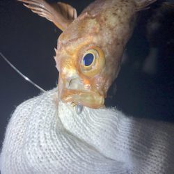 久しぶりのメバリング