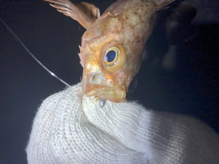 久しぶりのメバリング